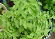 Dik Gelişen Limon Fesleğen Tohumu(100 tohum)