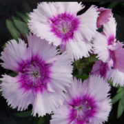 Clarion F1 Lavender Picotee Karanfil Çiçeği Fidesi (50 adet)
