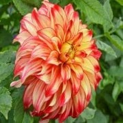 Büyük Çiçekli Lady Darlene Yıldız Dahlia Çiçeği Soğanı Yumrusu (1 adet)