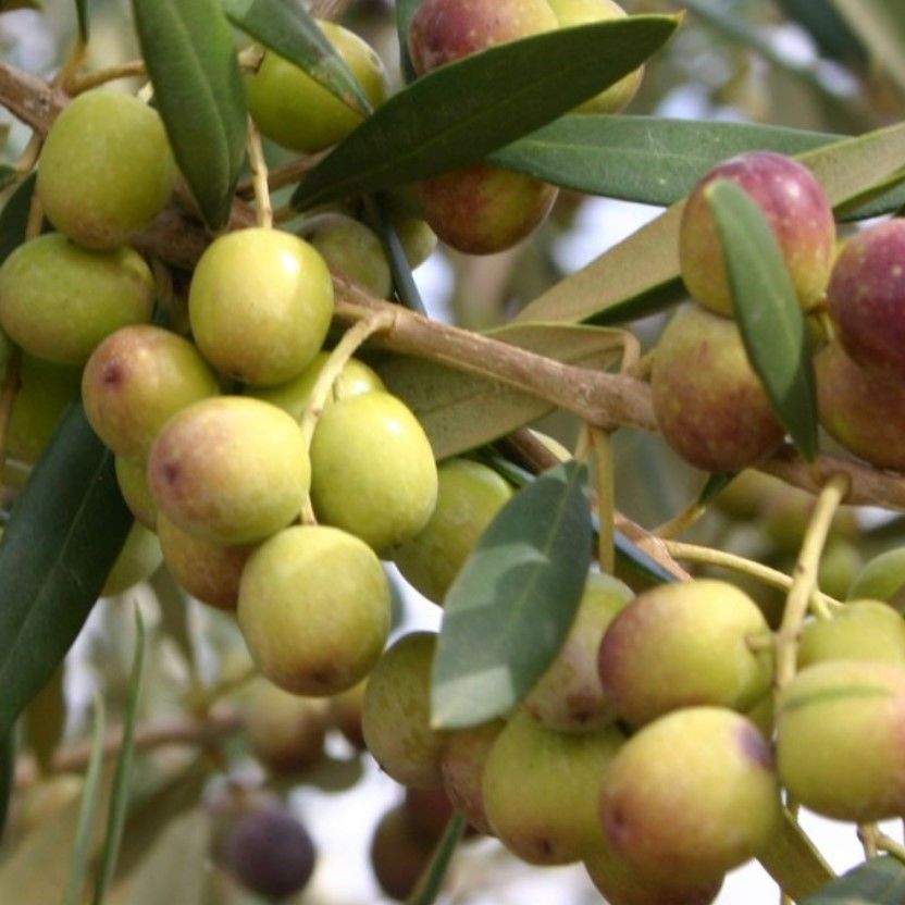 Yüksek Polifenollü Nadir Bulunan Yağ Aşı Zeytin Fidanı (10-15 cm)