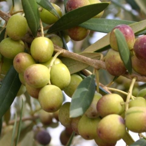 Yüksek Polifenollü Nadir Bulunan Yağ Aşı Zeytin Fidanı (10-15 cm)