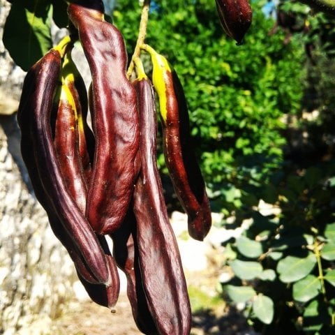 Tüplü Kıbrıs Aşısı Ballı Aşılı Keçi Boynuzu(Harnup) Fidanı (10-30 CM)