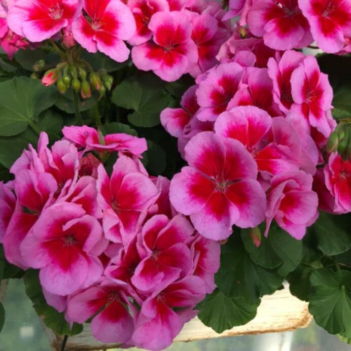 İri İçekli Semi Double Rose Splash  Sardunya Çiçeği Fidesi (1 adet)