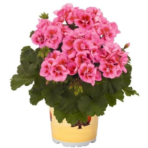 İri İçekli Semi Double Pink Splash Sardunya Çiçeği Fidesi (1 adet)