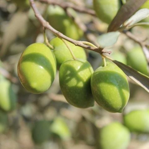 Yüksek Polifenollü Tüplü İri Meyveli Memecik Zeytin fidanı (10-20 cm)