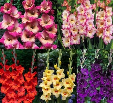 Gladiolus Mixed Swan Karışık Glayör Çiçeği Soğanı (4 adet)