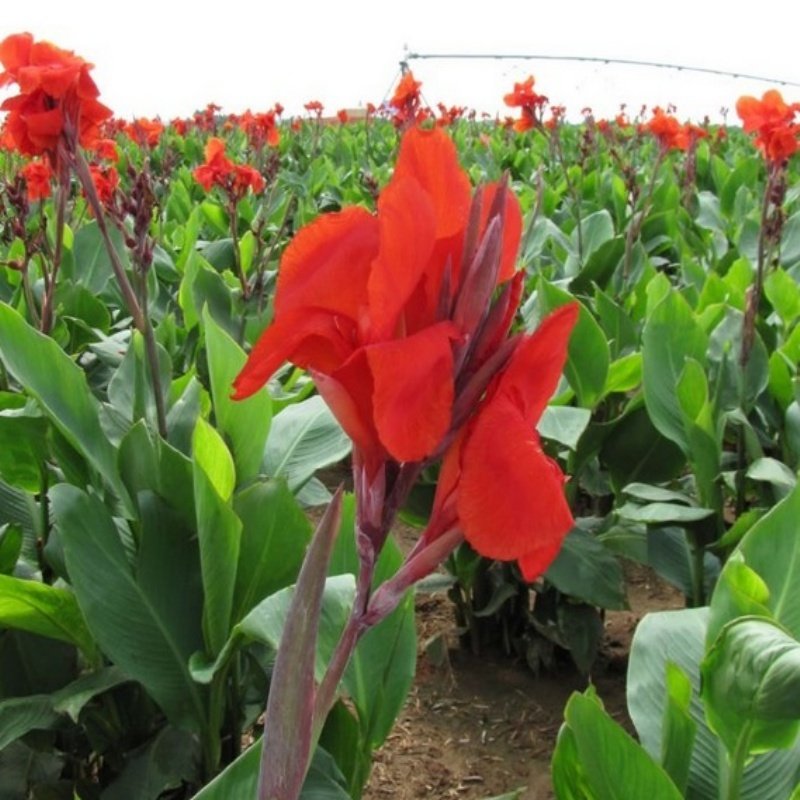 Red Dazzler Canna Çiçeği Yumrusu(1 adet)