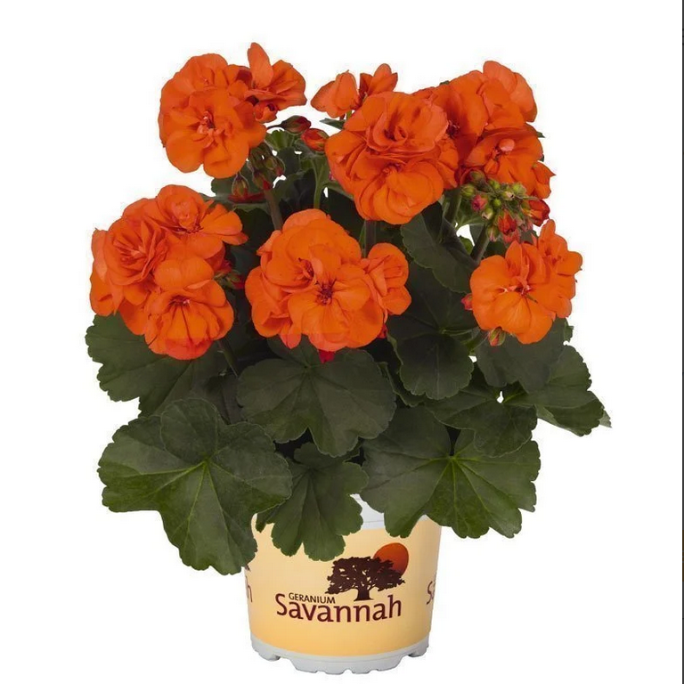 İri İçekli Semi Double Orange Sardunya Çiçeği Fidesi (1 adet)