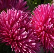 Gremlin Dark Rose Aster Çiçeği Tohumu(30 tohum)