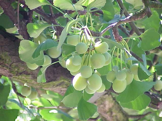 GINKGO biloba Mabet Ağacı Tohumu (100 tohum)