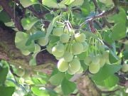 GINKGO biloba Mabet Ağacı Tohumu (100 tohum)