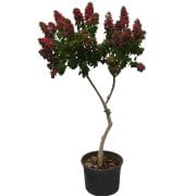 7 Yaş Anatolion Begonvil Fidanı 200-300 cm Sınırlı Stok