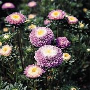Ponpon Açık Mavi Aster Çiçeği Tohumu(30 tohum)