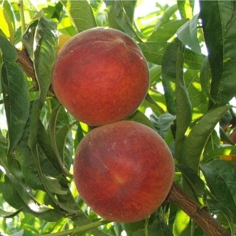 Açık Kök Red Elegant Şeftali Fidanı