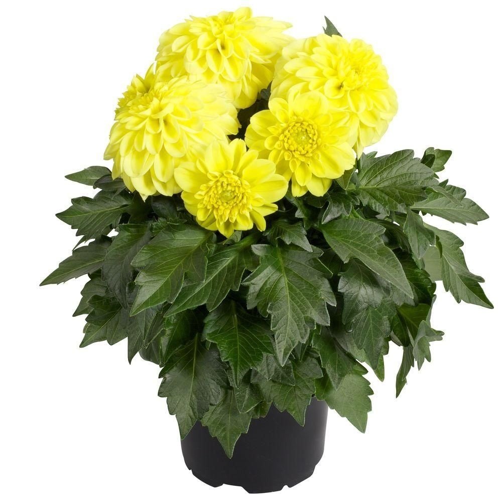 Dalima Midi Crosica Sarı Çiçekli Katmerli Dahlia Çiçeği Fidesi (3 adet)
