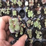 Sedum Çiçeği No 4 (5.5 luk Saksıda)