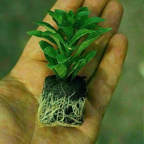 Anaç Bitki Nadir Rosebud Astrit Gül  Sardunya Çiçeği Saksıda