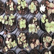 Sedum Çiçeği No 4 (5.5 luk Saksıda)