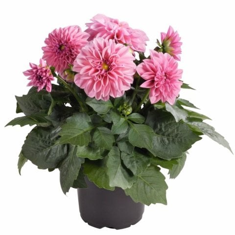 Dalima Midi Malaysia Toz Pembe Çiçekli Katmerli   Dahlia Çiçeği Fidesi(3 adet)