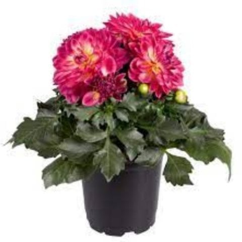 Dalima Midi Malta Pembe Çiçekli Katmerli  Beyaz  Dahlia Çiçeği Fidesi(3 adet)