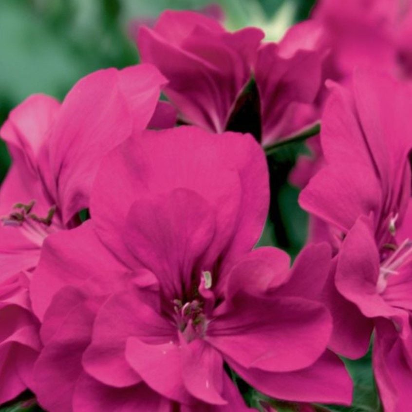 Sarkan Grandeur İvy Magenta Sakız Sardunya Fidesi (1 adet)