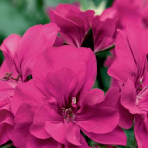 Sarkan Grandeur İvy Magenta Sakız Sardunya Fidesi (1 adet)