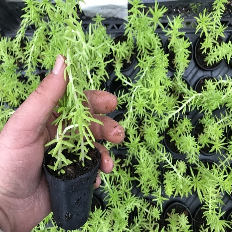Sedum Acre Green No 7 (5.5 luk Saksıda)