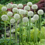 Everest Allium Çiçeği Soğanı (2 adet)