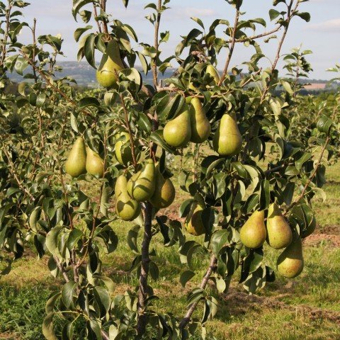 Açık Kök Concord Armut Fidanı