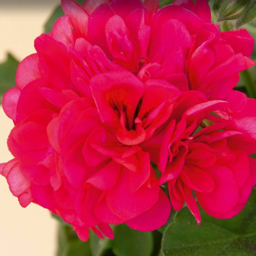 Sarkan Grandeur İvy Red Sakız Sardunya Fidesi (1 adet)