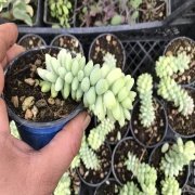 Sedum No 10 (9 luk Saksıda)