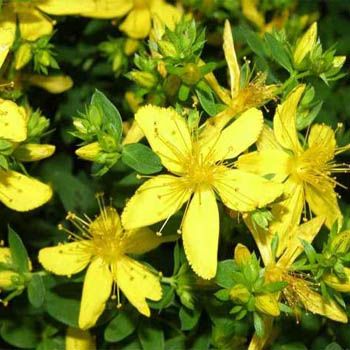 St John's Wort(Hypericum Perforatum) Bitkisi Sarı Kantaron Tohumu(30 tohum)