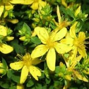 St John's Wort(Hypericum Perforatum) Bitkisi Sarı Kantaron Tohumu(30 tohum)