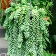 Sedum No 10 (9 luk Saksıda)