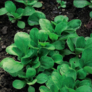 Doğal Cornd Salad Marul Tohumu(40 tohum)