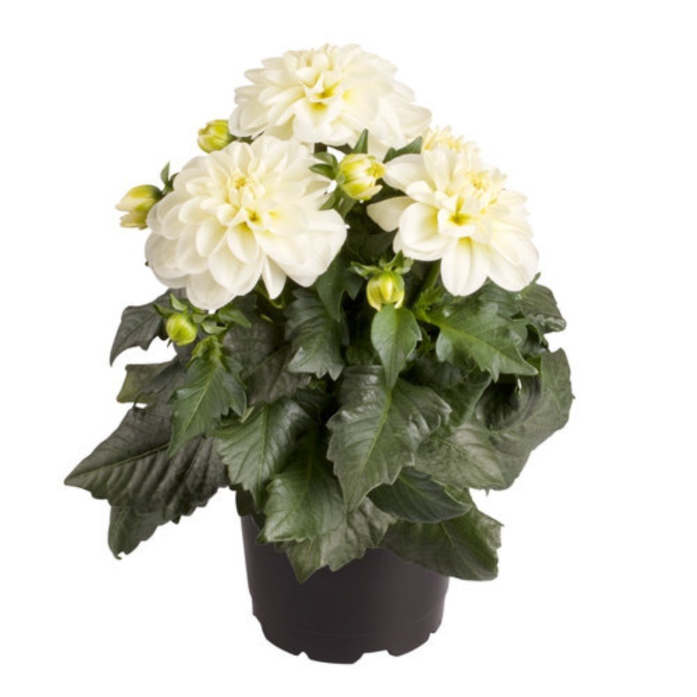 Dalima Midi Santorini Beyaz Çiçekli Katmerli   Dahlia Çiçeği Fidesi(3 adet)