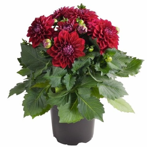 Dalima Midi Santorini Mariana Kırmızı  Çiçekli Katmerli Dahlia Çiçeği Fidesi(3 adet)