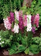 Karışık Renkli Hybrids Verbascum Sığır Kuyruğu Çiçeği Tohumu(100 tohum)