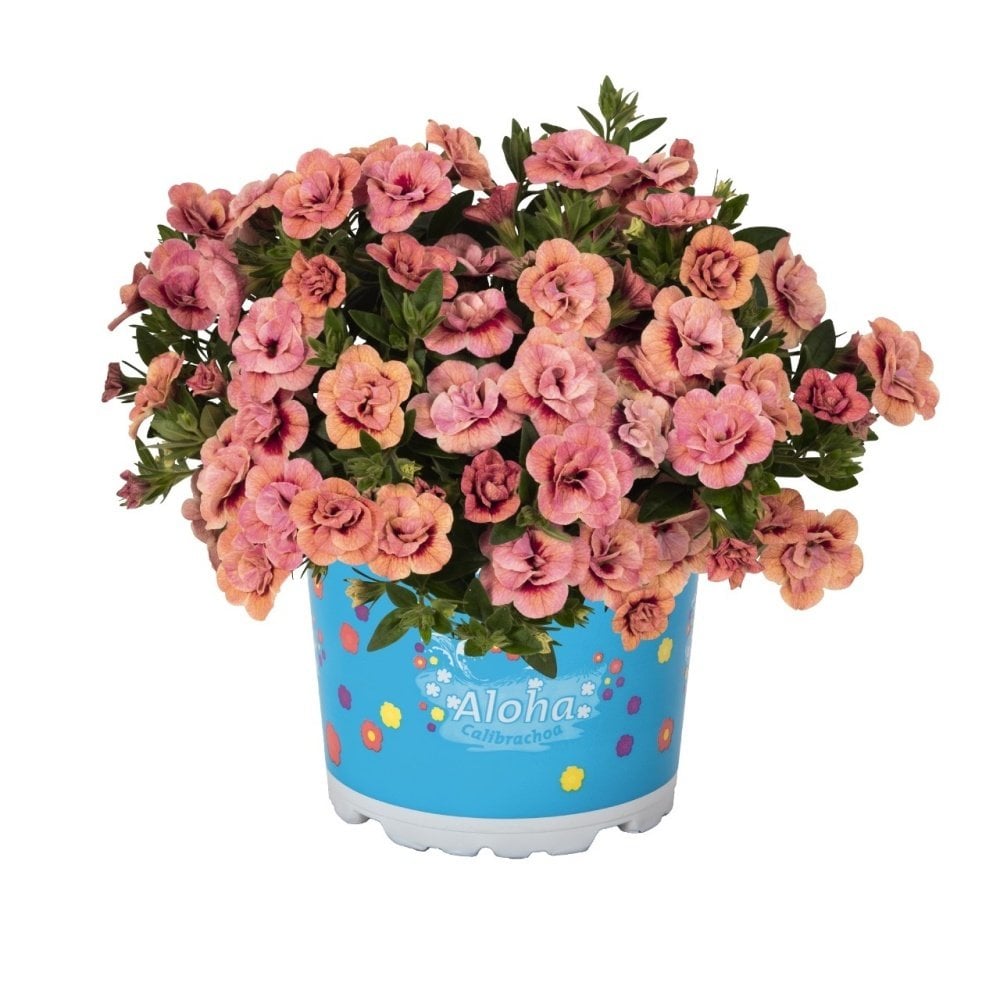 Aloha Double Apricot Katmerli Mini Çiçekli Sarkıcı Petunya Çiçeği Fidesi (3 adet)