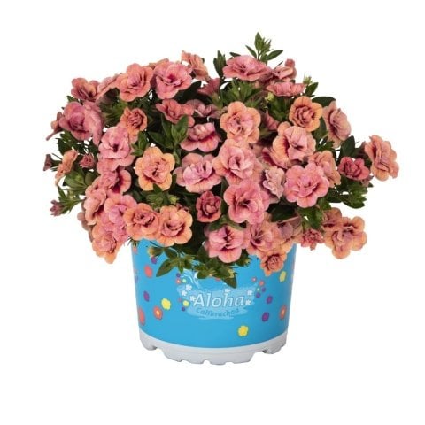 Aloha Double Apricot Katmerli Mini Çiçekli Sarkıcı Petunya Çiçeği Fidesi (3 adet)