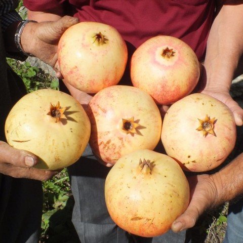 Açık Kök Keben Narı Fidanı(33 N16 )