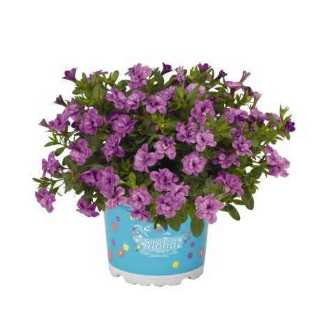 Aloha Double Blue Katmerli Mini Çiçekli Sarkıcı Petunya Çiçeği Fidesi (3 adet)