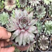 Black Prince Sukulent No 14 (9 luk Saksıda)