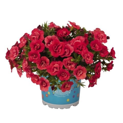 Aloha Double Cherry Red Katmerli Petunya Çiçeği Fidesi(3 adet)