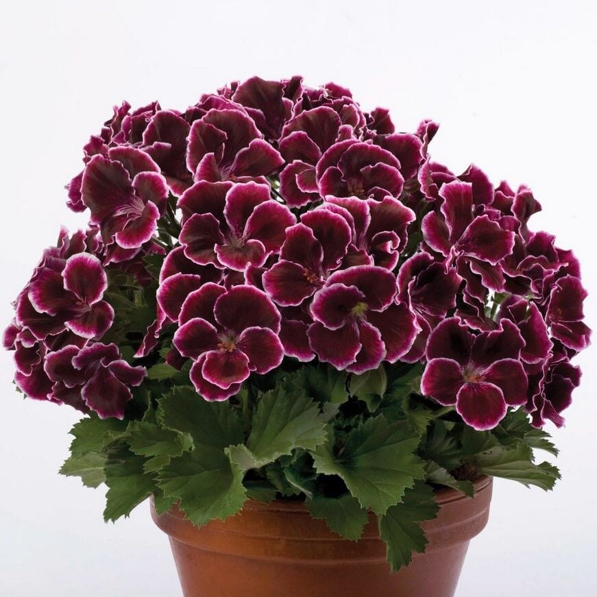 Özel Çeşit Nadir Aristo  Black Beauty Sardunya Çiçeği Fidesi (1  adet)