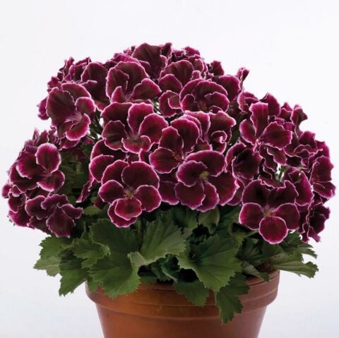 Özel Çeşit Nadir Aristo  Black Beauty Sardunya Çiçeği Fidesi (1  adet)