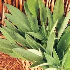 Tıbbı Aromatik  Adaçayı Tohumu(100 tohum)