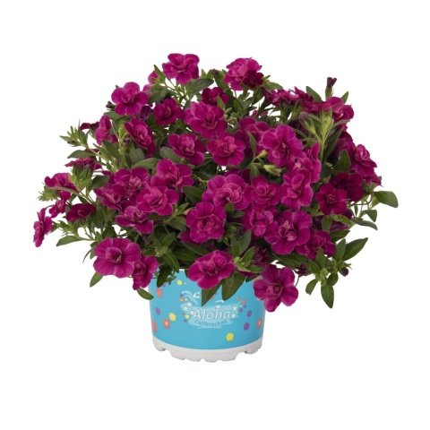 Aloha Double Purple Katmerli Petunya Çiçeği Fidesi(3 adet)