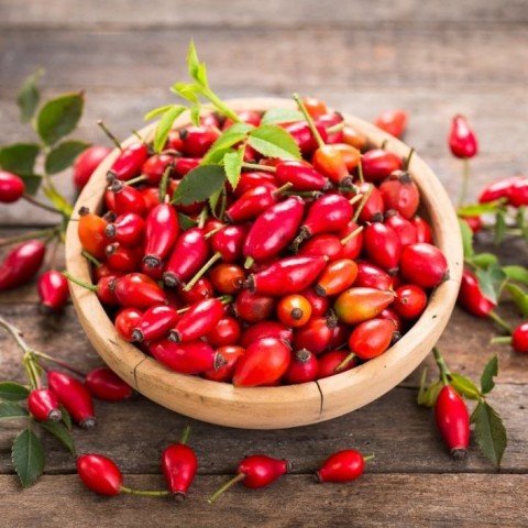 Tüplü Dikensiz Kuşburnu(Çok Az Dikenli) Fidanı