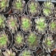 Echeveria Sukulent No 15 (9 luk Saksıda)